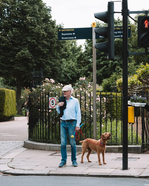 A man stands on a city sidewalk next to a black metal fence enclosing a garden area with blooming pink and white roses, holding a red leash attached to a brown dog with a lean build and a short coat. 